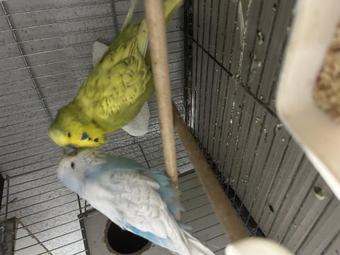 Hazır jumbo muhabbet kuşu takımlar