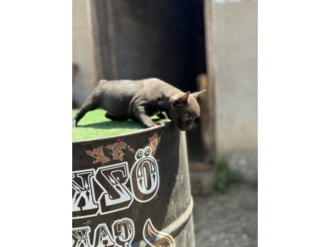 Mükemmel anatomi de french bulldog yavrularımız