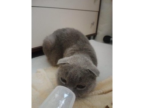 Hamile scottish fold kedim