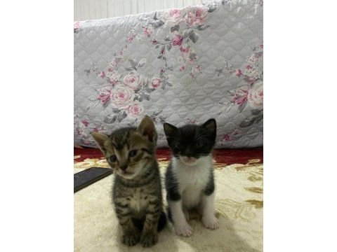 5 haziran doğumlu yavru kediler