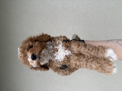 Toypoodle bebeklerim 
