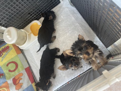 Safkan yorkshire terrier yavrular