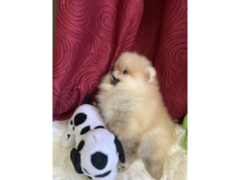 Yakışıklı bir erkek pomeranian