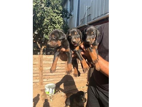 Doberman dişi erkek bebekler 