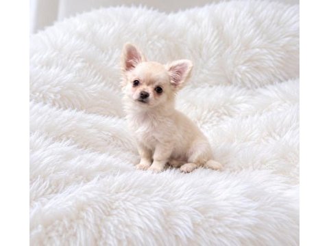 Longhair chihuahua wc eğitimli