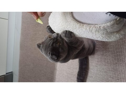 Sevimli 9 aylık scottish fold kısır