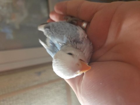 Kızgınlık yumurtası atan opalin sevda papağanı