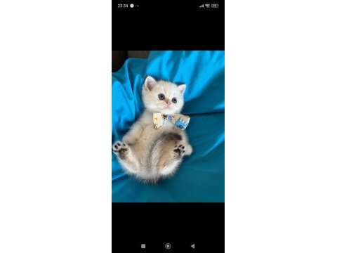 British shorthair silver erkek yavrumuza yuva uyguna