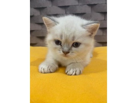 Safkan blue point scottish kediler