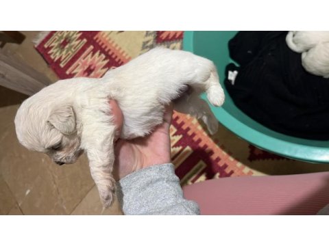 Korekan sıfır maltese terrier