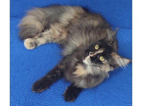 A kalite maincoon yavrumuz teslime hazırdır