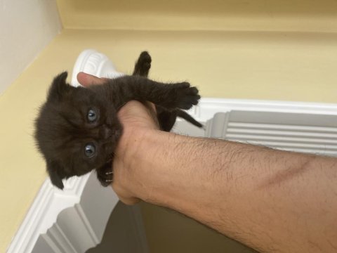Yavru bebişler british shorthair
