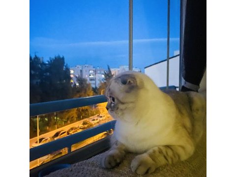 Scottish fold oğlum salebi sahiplendiriyorum