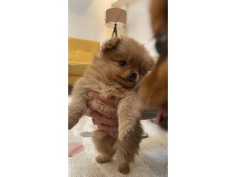 2 aylık yavrular sahiplendirmeye hazır pomeranian boo