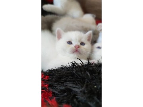 Böyle british shorthair güzellik görülmedi