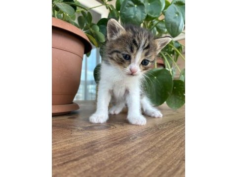 10 kediye yuva arıyoruz