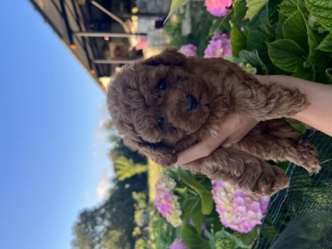 Orjinal minyatür toy poodle yavrular 