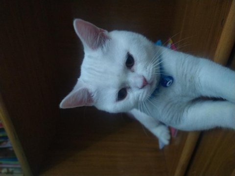8 aylık british shorthair oğlumuzu sahiplendiriyoruz