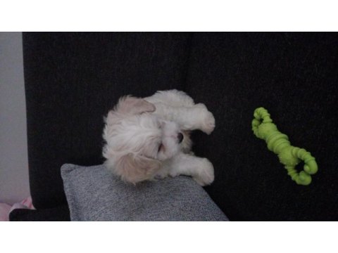 Maltese terrier iki aylık