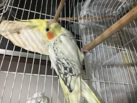 Dişi çiftleşmeye hazır sultan papağanı