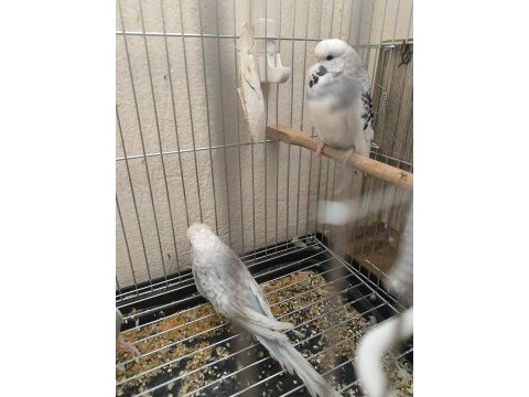 Jumbo muhabbet kuşu hazır takım