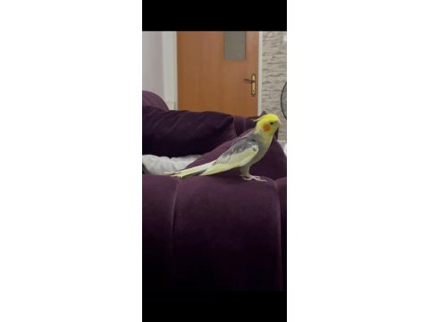 Konuşan papağanımız full evcil paşa