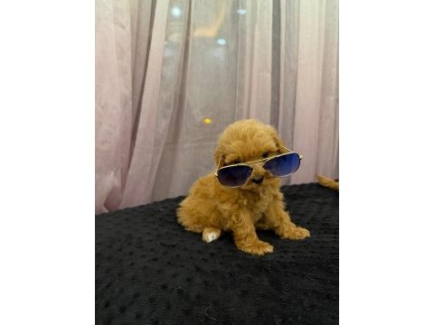 Teacup maltipoo 