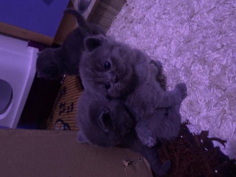 British shorthair yavru kedilerim