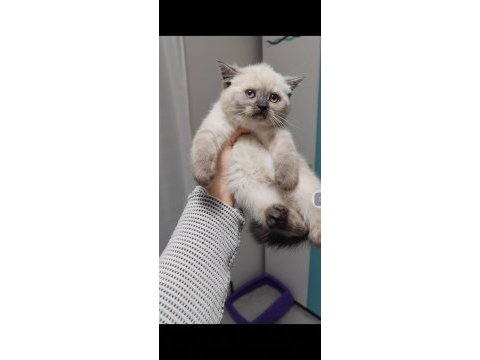 Teslime hazır yavru british shorthair
