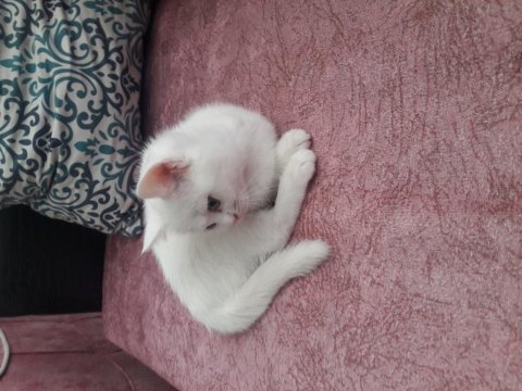 Scottish fold prensesimize yuva arıyoruz