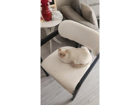 3 yaşındaki kedimiz