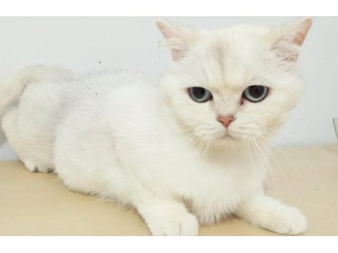 Yavru ve yetişkin scottish fold ve straight kediler