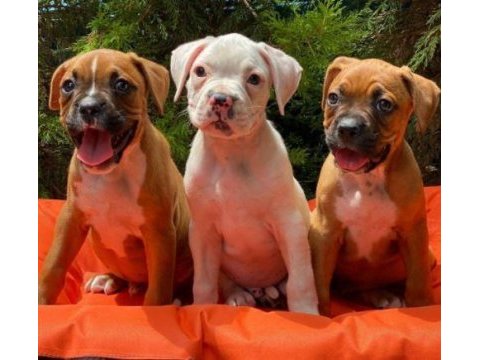 Irk ve sağlık garantili boxer yavrular