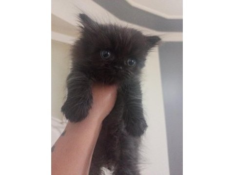 Mavi göz exotic chinchilla melezi yavrular