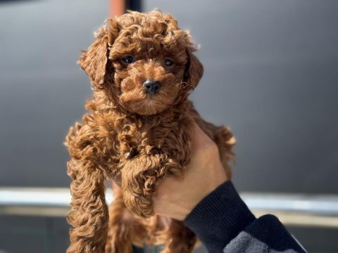 Ankarada ziyarete açık kore toy poodle yavrular