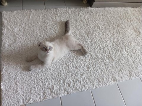 Maviş gözlü erkek scottish fold yavrularıma yuva arıyorum