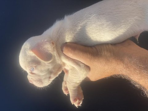 New shade plantiyum isabella erkek french bulldog