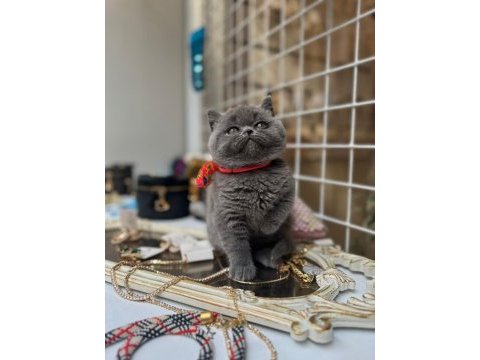 2 aylık british shorthair yavru kedilerimiz