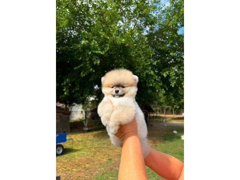 Pomeranian boo köpeği