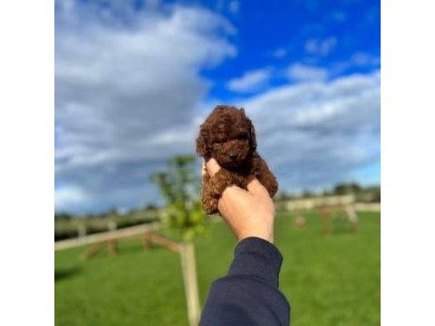 Red brown poodle daha uygunu yok