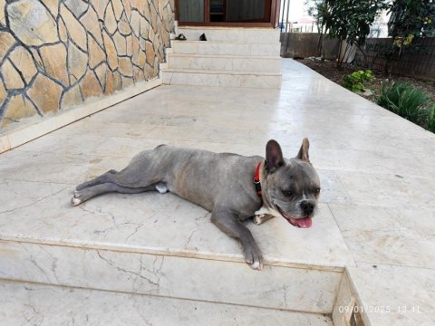 French bulldog oğluma eş arıyorum