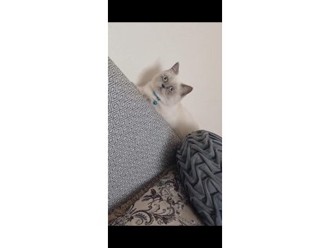 Blue point british shorthair