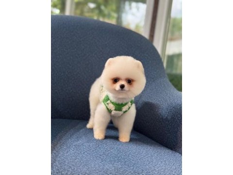 Sağlık ve ırk garantili pomeranian
