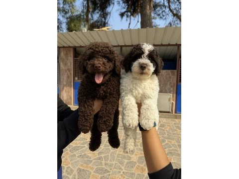 Dev poodle çok şirin yavrular ruhsatlı çiftlik 