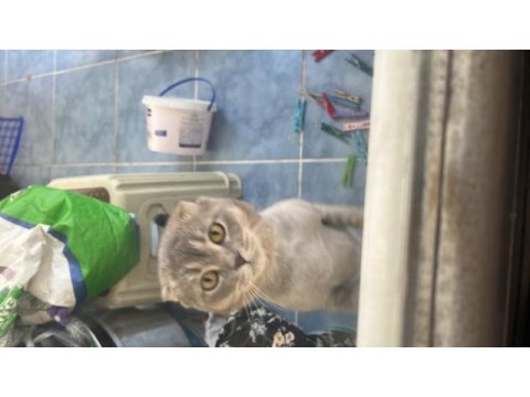 Acil sahiplendirilecek 7 aylık scottish fold