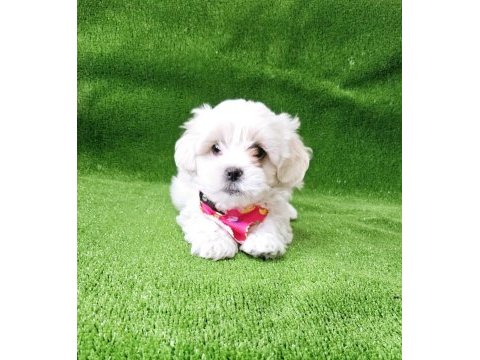 Maltese terrier bebekler
