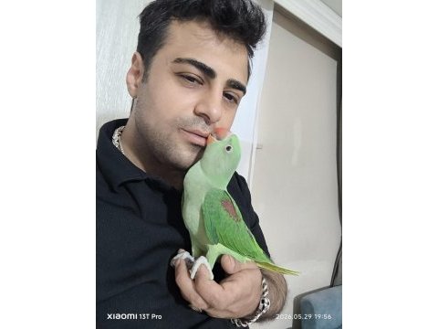 Bebek alexander iskender papağanı