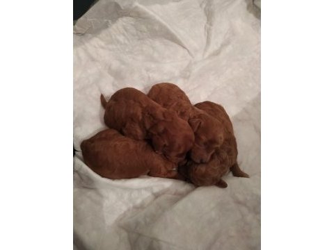 Red toy poodle kalite isteyenlere