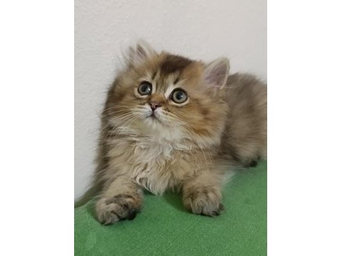 3 aylık erkek yavru british longhair