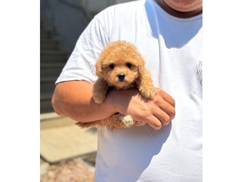 Sağlık ve ırk garantili maltipoo köpeği